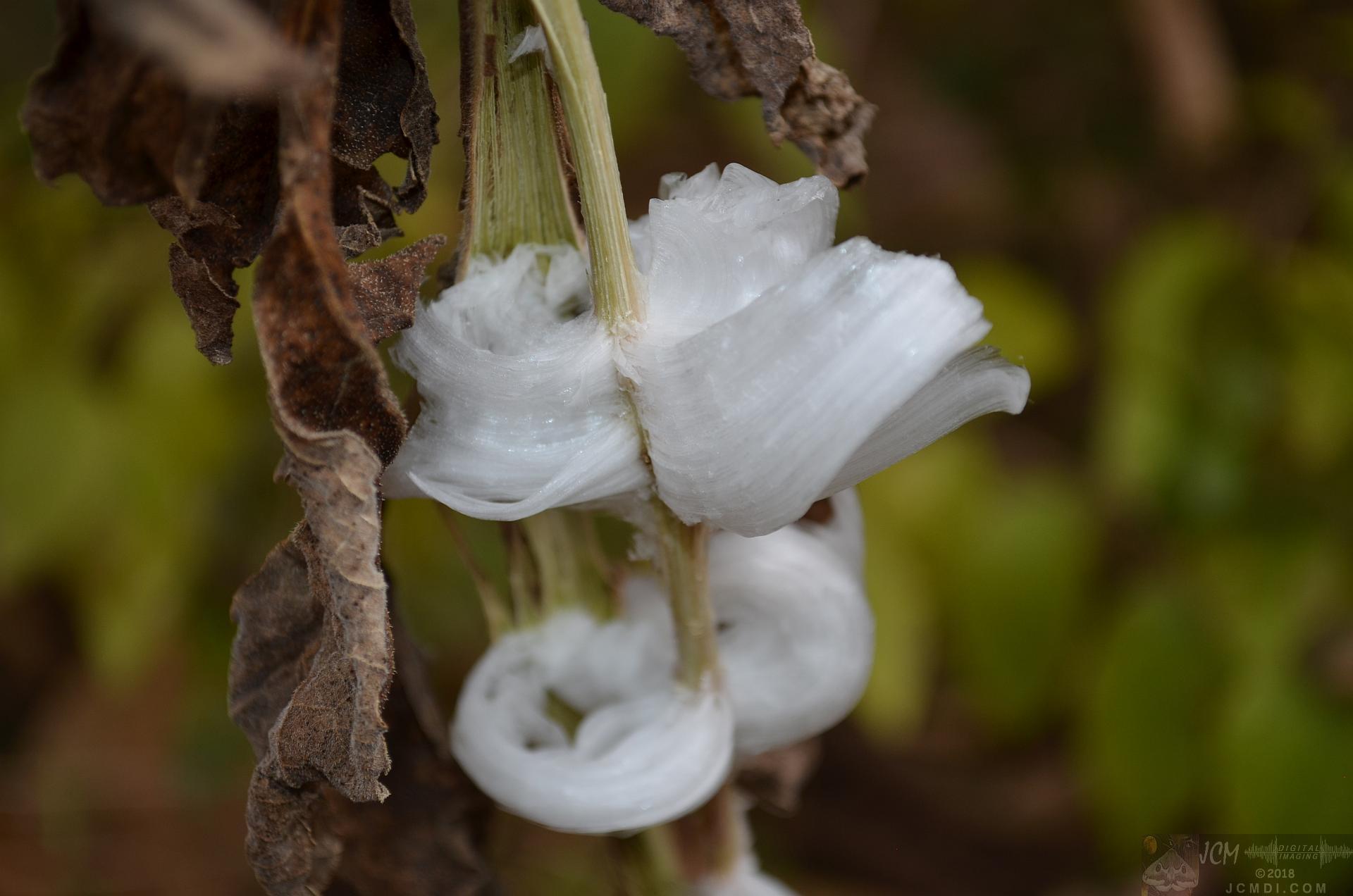 Ice flowers (freezing water slowly-oozed from plant stems, TN)